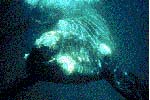 Whales